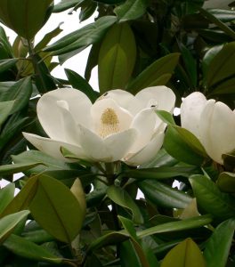 Magnolia_grandiflora W
